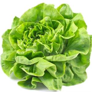 Salade laitue