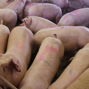 PORC DE 30-60KG