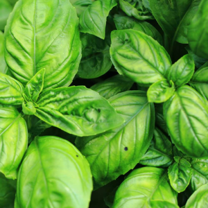 Basilic