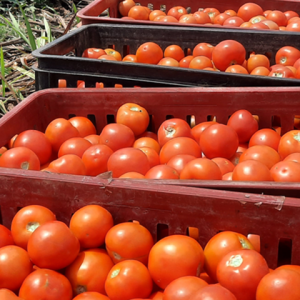 TOMATE